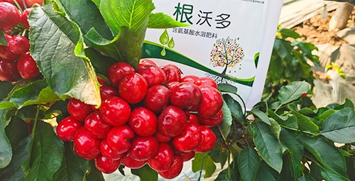 大櫻桃水溶肥廠家哪家好？這樣的才更可靠！