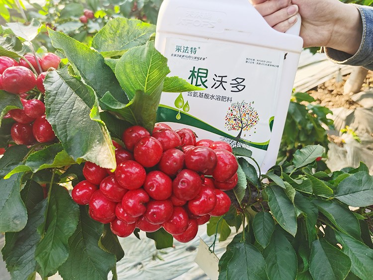 大櫻桃水溶肥廠家哪家好？這樣的才更可靠！