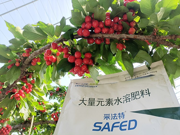 大櫻桃水溶肥廠家哪家好？這樣的才更可靠！
