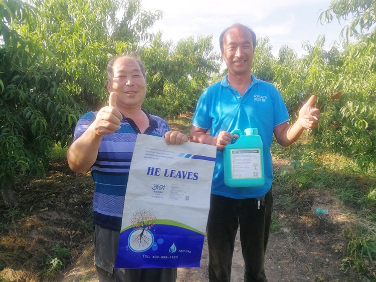 桃樹根腐不可怕，怕的是不用水溶肥治療！