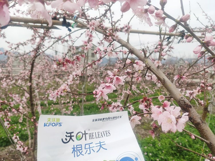 桃樹根腐不可怕，怕的是不用水溶肥治療！