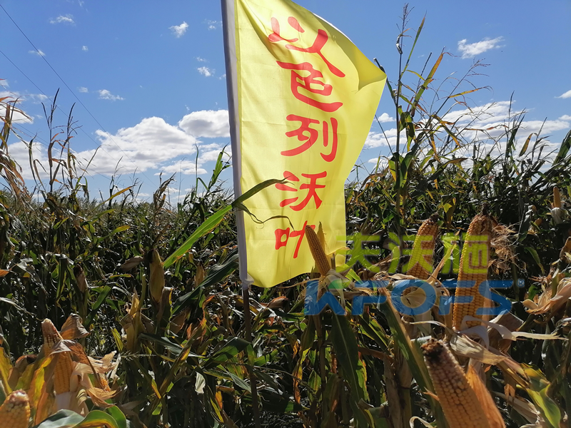 玉米打什么葉面肥增產(chǎn)？解你所惑！