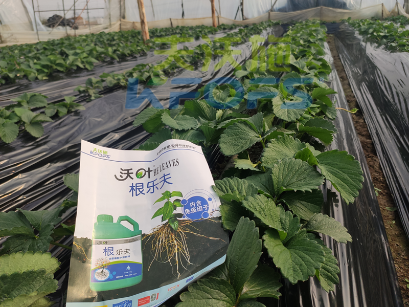 草莓結(jié)果的時候要施什么肥？別再用錯了！