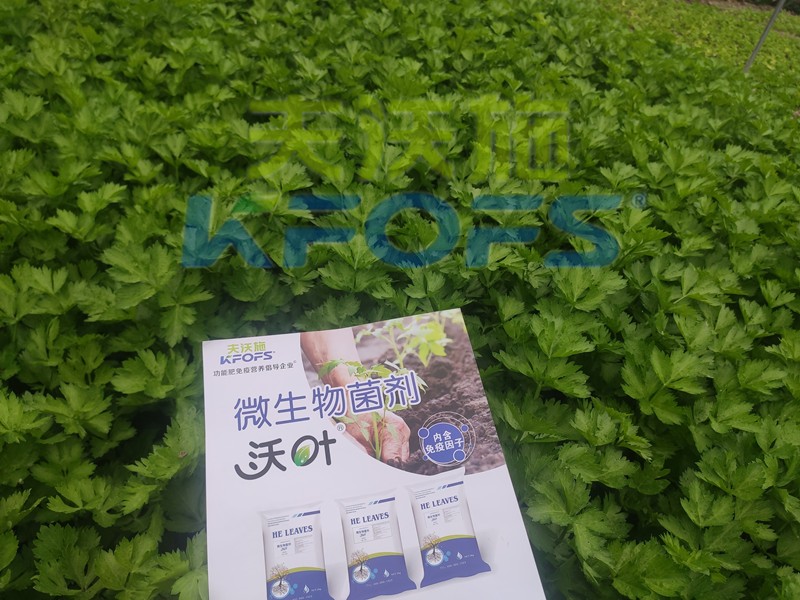 柑橘開春肥，這樣選擇使用準沒錯！
