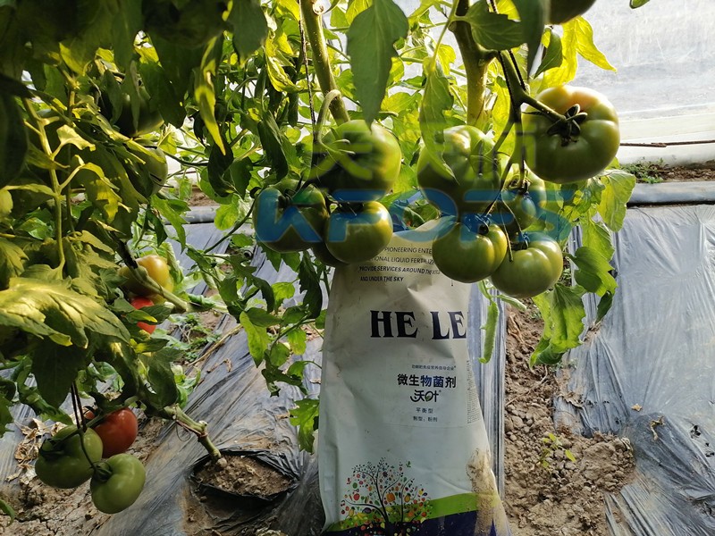 進(jìn)口水溶肥不知道這個(gè)牌子，你虧大了！