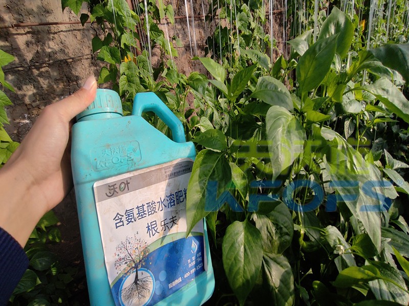 生根水溶肥哪種的好？