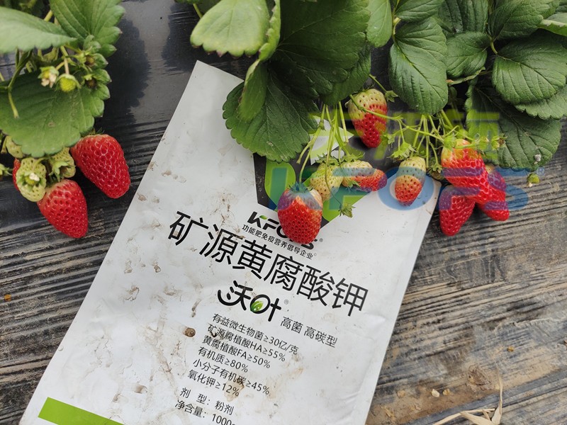 水溶肥廠家，為什么種植戶都信賴夫沃施？