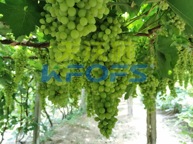 磷酸二氫鉀什么牌子是正宗的？