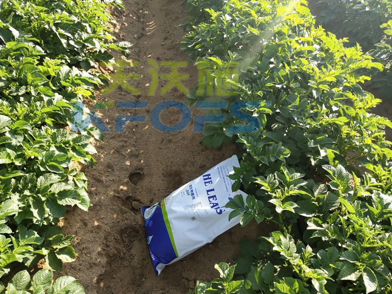8年種植經(jīng)驗老農(nóng)說，種土豆用什么肥料好！