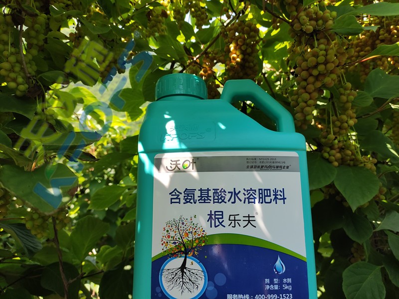 沃葉水溶肥效果怎么樣？一起來(lái)驗(yàn)證！