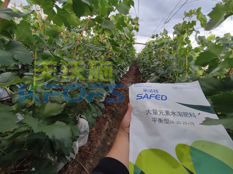如何選擇靠譜的水溶肥廠家？很重要！