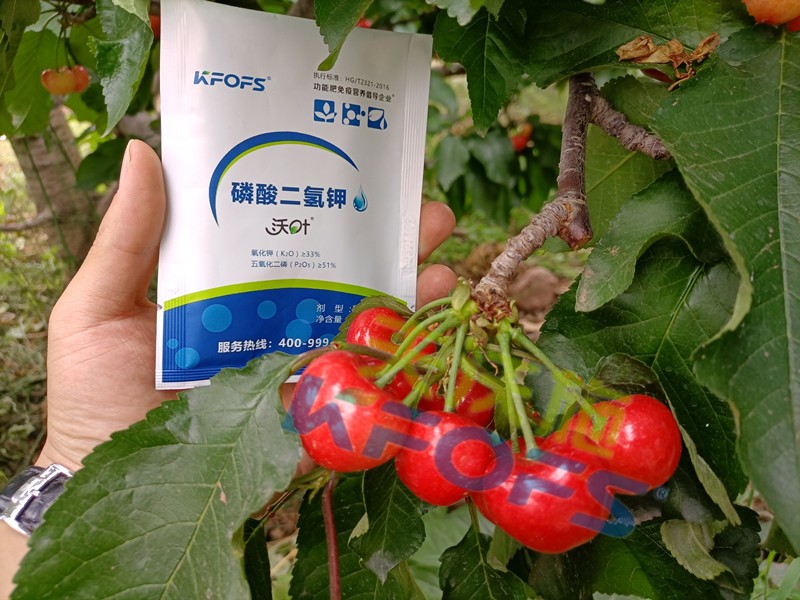 磷酸二氫鉀的正規(guī)廠家哪個好？這些方面要記牢！