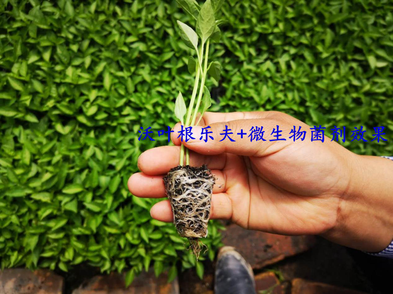 生根劑的正確的使用方法，看這篇就夠了！