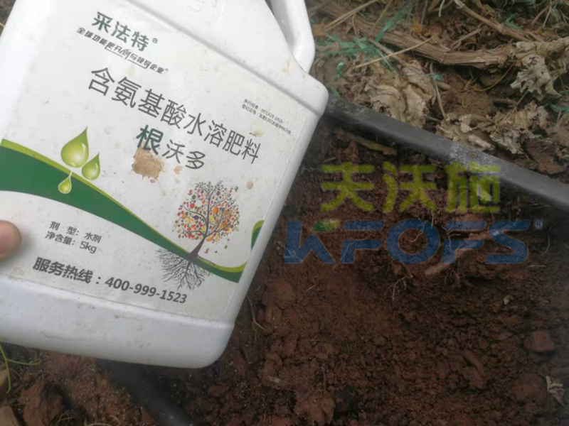 如何選擇一款好的生根劑？