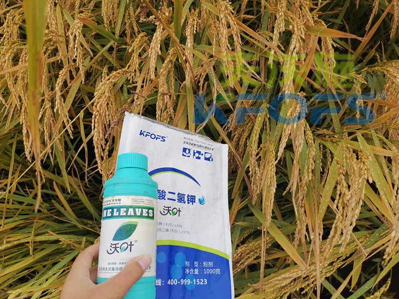 磷酸二氫鉀的用途真大，這三條必看！
