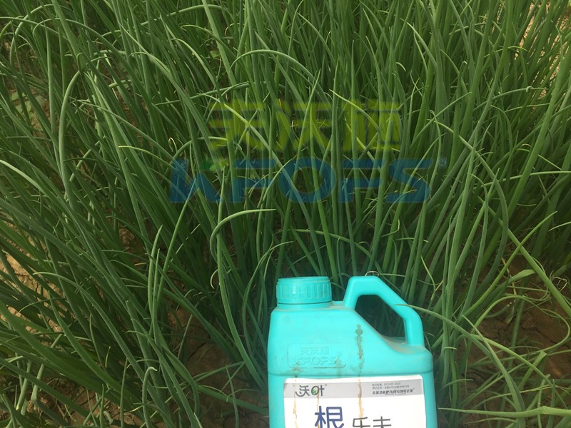 大蔥用什么水溶肥長(zhǎng)得高？