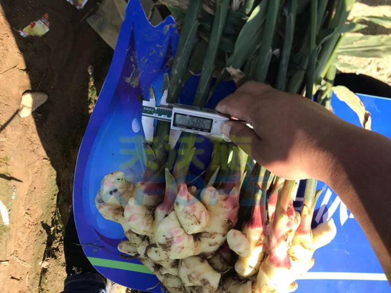 生根劑-大姜用沃葉根樂(lè)夫生根劑效果.png