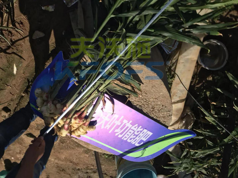 生根劑-大姜用沃葉根樂(lè)夫生根劑效果.png