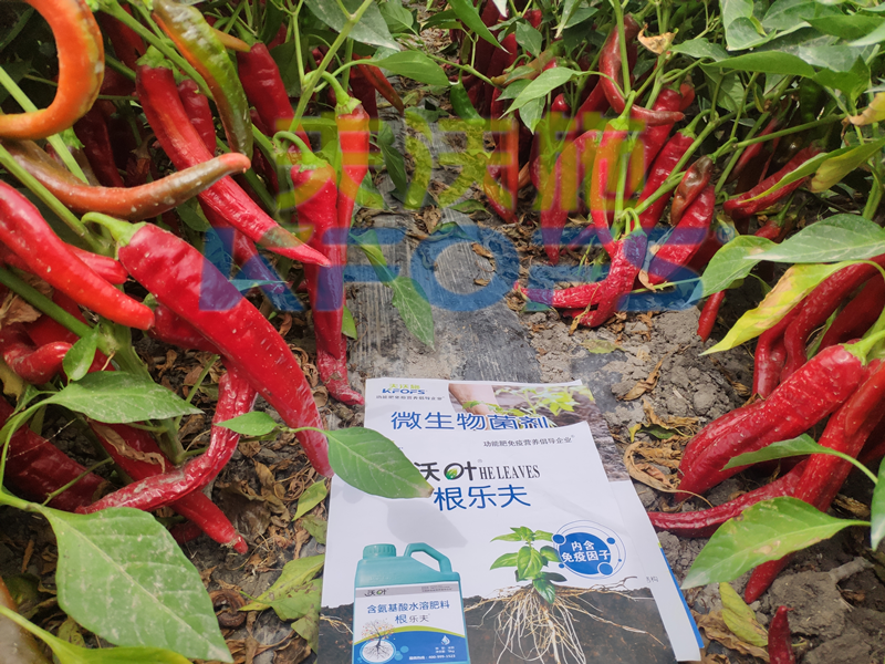 辣椒用什么肥料才能高產-沃葉水溶肥系列.png