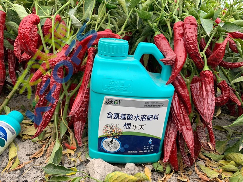 辣椒施肥選沃葉，增產(chǎn)提質(zhì)賣價高！
