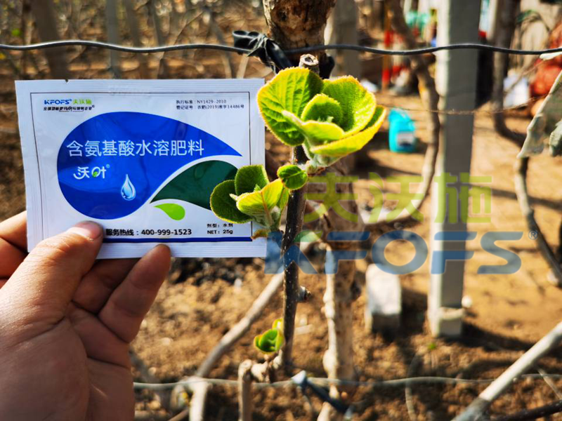 獼猴桃冬季施什么肥料,抵抗性強？