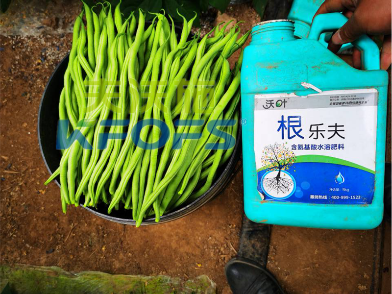 豆角用什么肥料產(chǎn)量高？效益好？