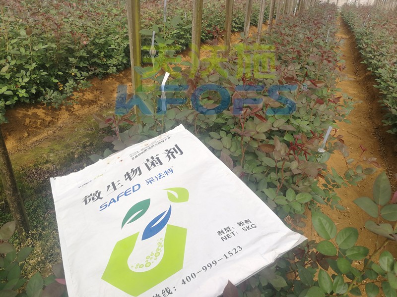 玫瑰水溶肥哪家好？問問基地老板就知道