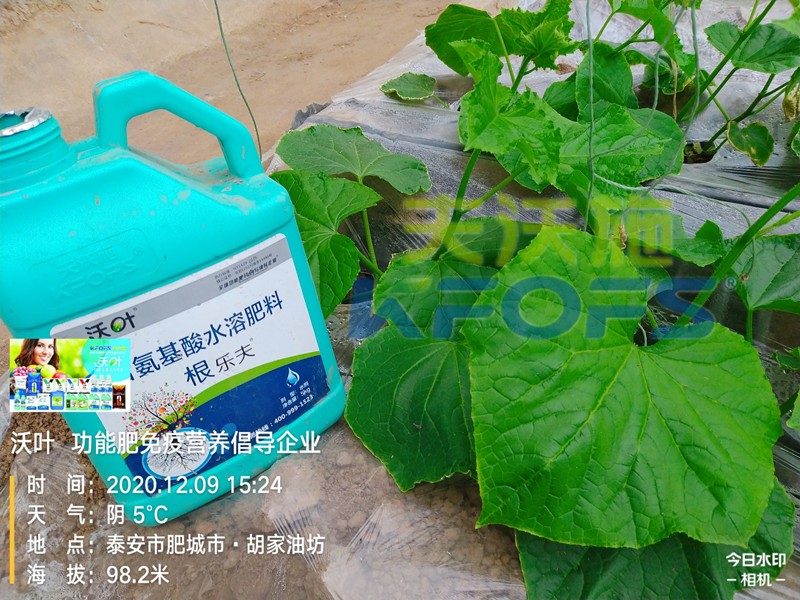 黃瓜生根肥用什么好？