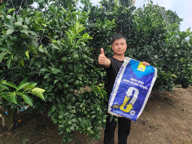臍橙果期怎樣用顆粒水溶肥效果好？