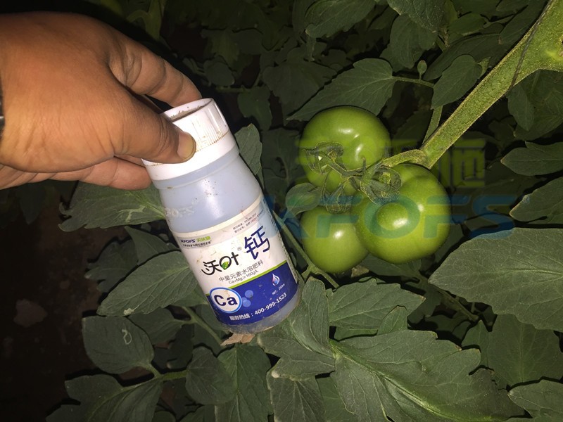 水溶肥怎么用能讓番茄膨果好？