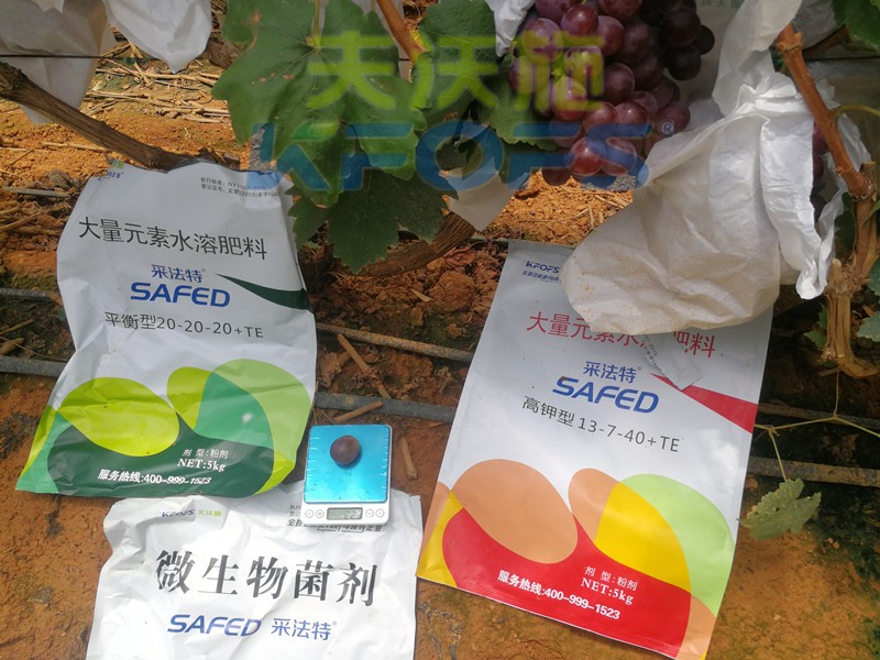 水溶肥這樣用，葡萄提前上市產(chǎn)量高！