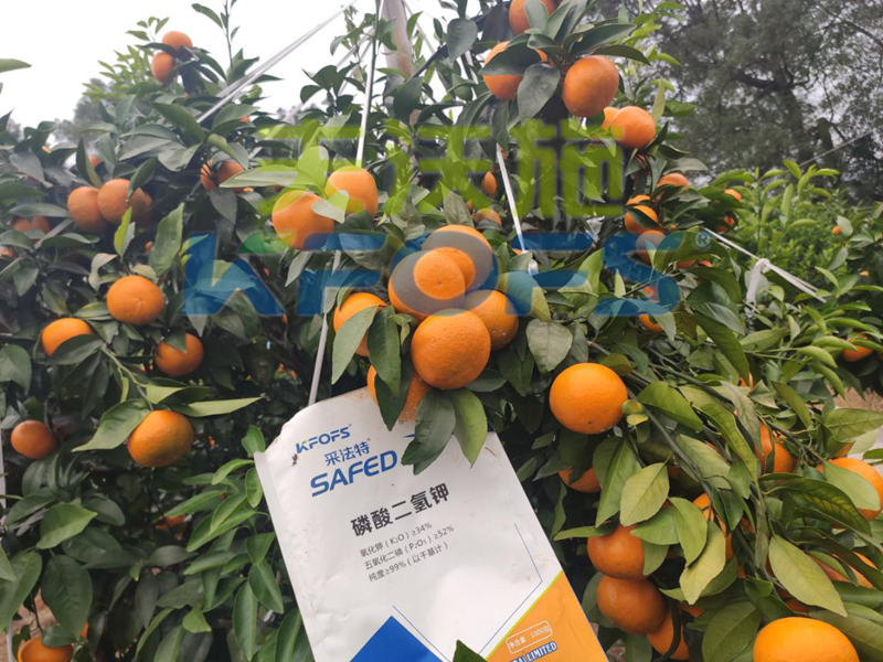 冷凍來襲，水溶肥在柑橘上的防凍措施，不看虧大了！