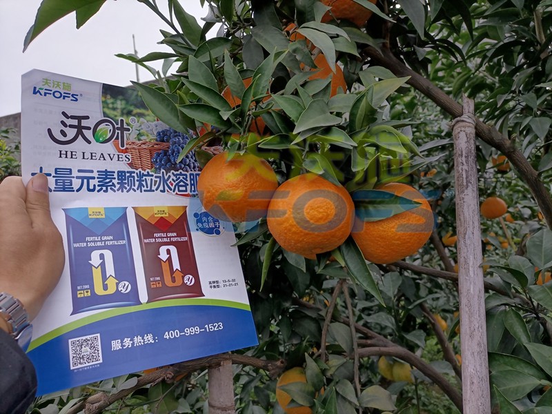 柑橘水溶肥哪個(gè)牌子好？這款獲稱贊