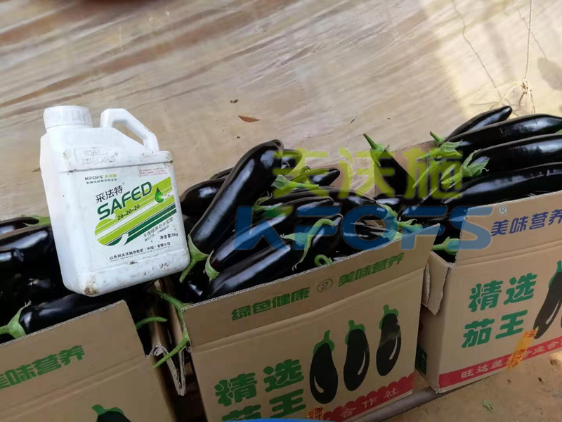 水溶肥這樣用，茄子有光澤