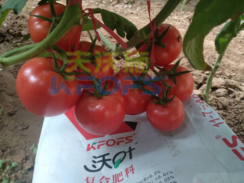蔬菜使用水溶肥能提前上市？用對(duì)肥很重要