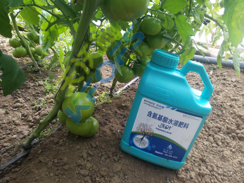 大棚蔬菜冬季用什么肥？
