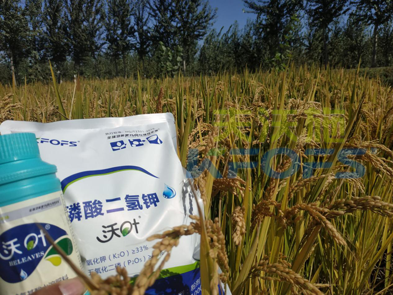 葉面肥-水稻用沃葉葉面肥、二氫鉀效果.png