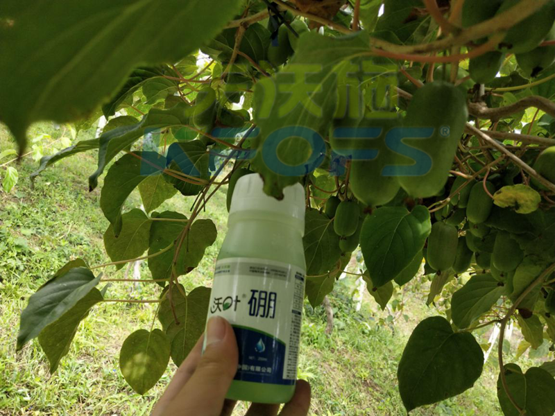 給農(nóng)作物施用硼肥需要注意什么？