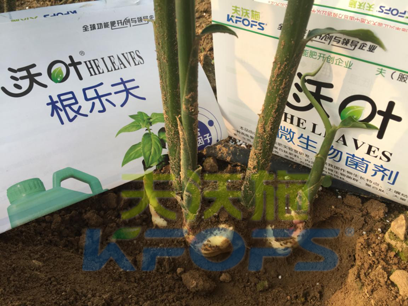 水溶肥怎么用效果好，大姜如何使用