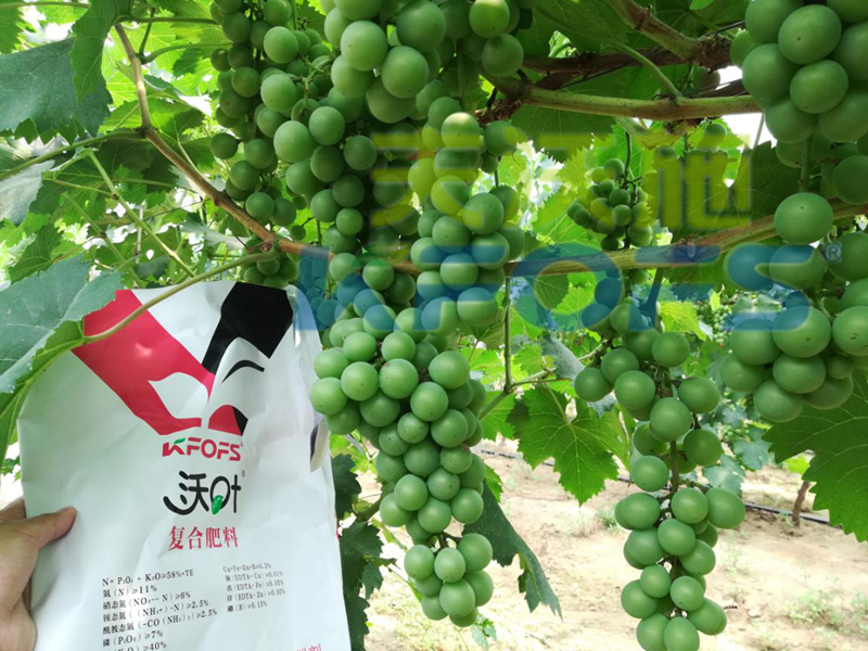 水溶肥哪個品牌好？來看看種植戶怎么說！