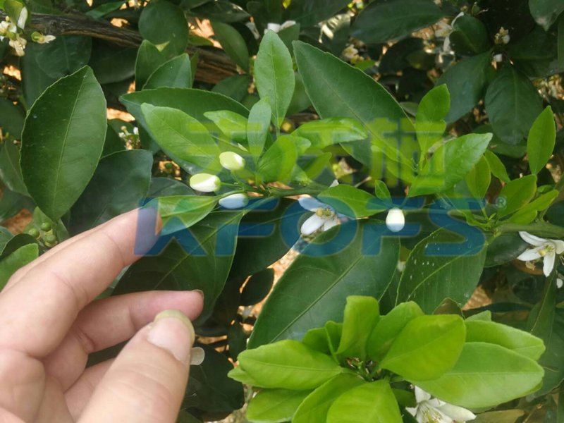沃葉?；ū９齽托Ч?png