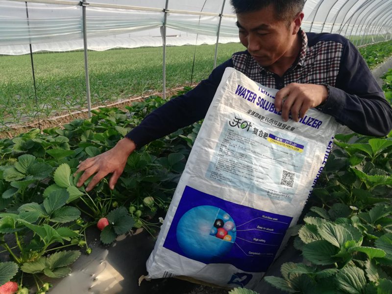草莓用什么肥料好？沃葉水溶肥怎么樣？