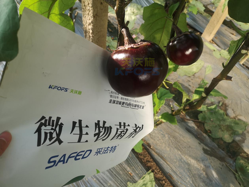 茄子用什么肥料產量高-采法特菌劑.png
