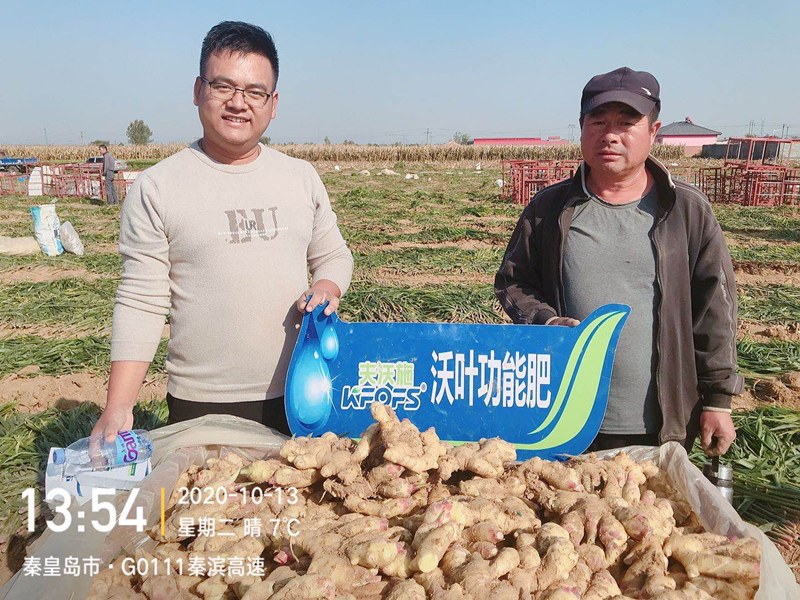 生姜用什么肥料才高產-沃葉水溶肥.png