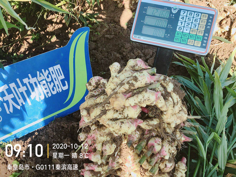 生姜用什么肥料才高產-沃葉水溶肥1.png