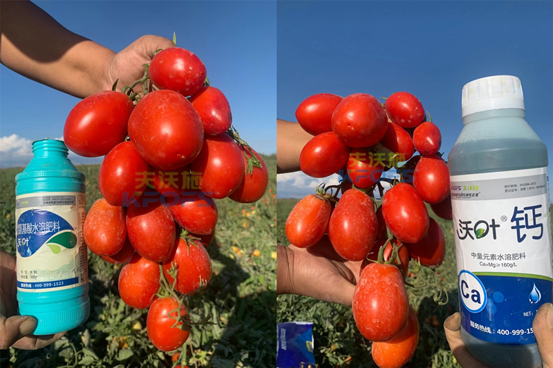 西紅柿水溶肥怎么用？哪家的好？