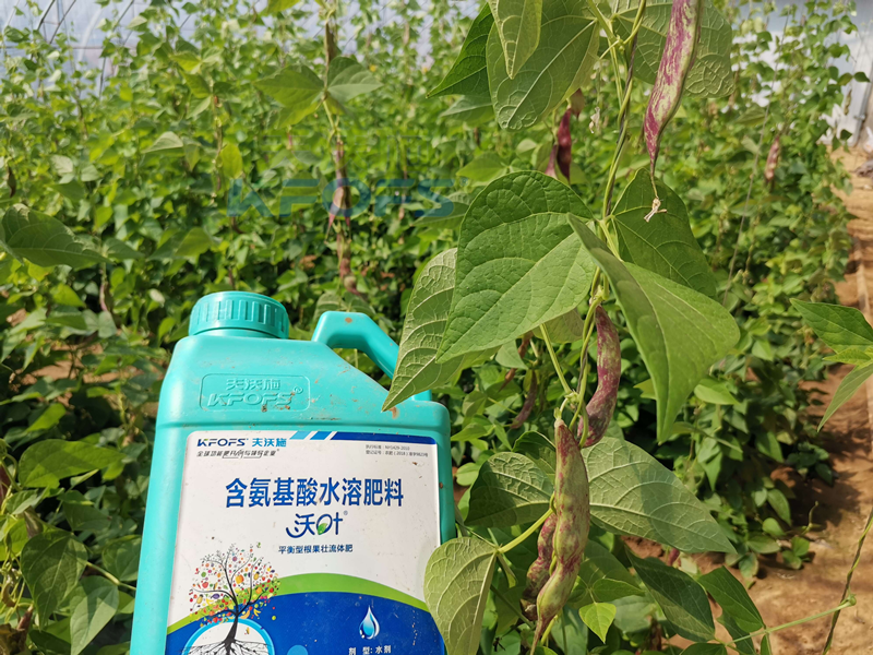 豆角追肥用什么肥料好？楊總很有發(fā)言權(quán)！