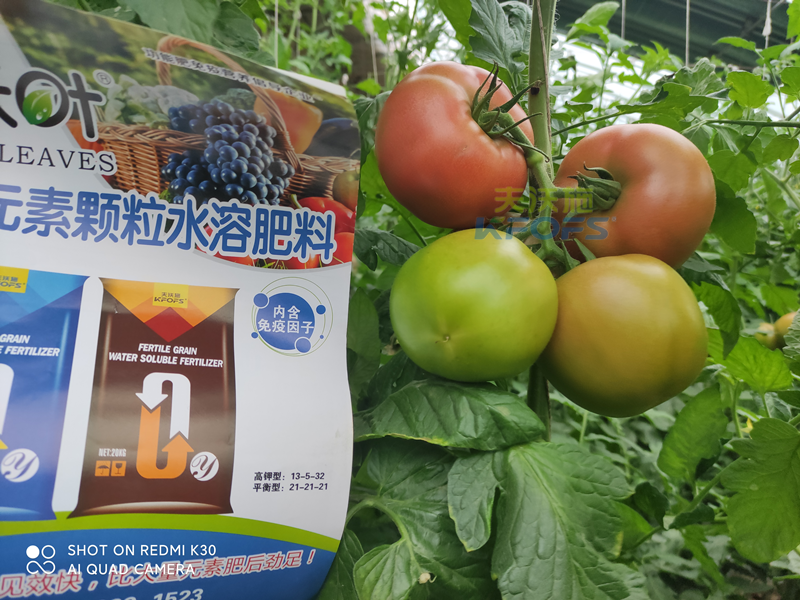 西紅柿果實(shí)膨大快用什么肥料？且聽種植者怎么說！