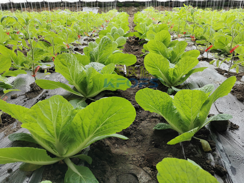 白菜施肥用什么肥料？種植大戶的經(jīng)驗(yàn)！