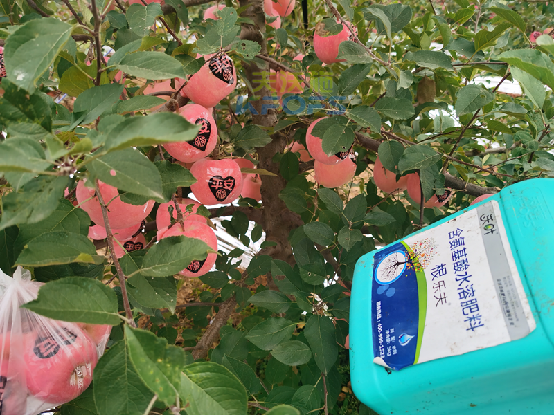 蘋(píng)果水溶肥哪個(gè)牌子好-沃葉根樂(lè)夫.png
